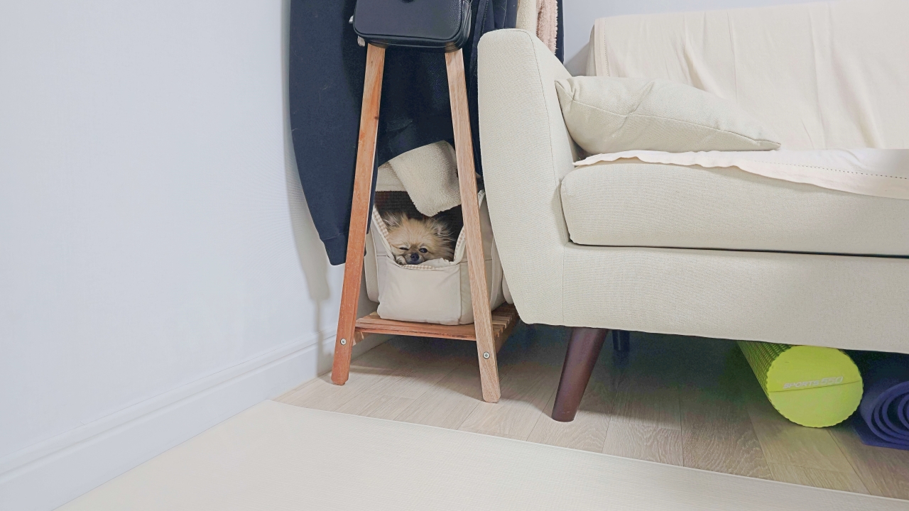 집에 혼자 남은 강아지