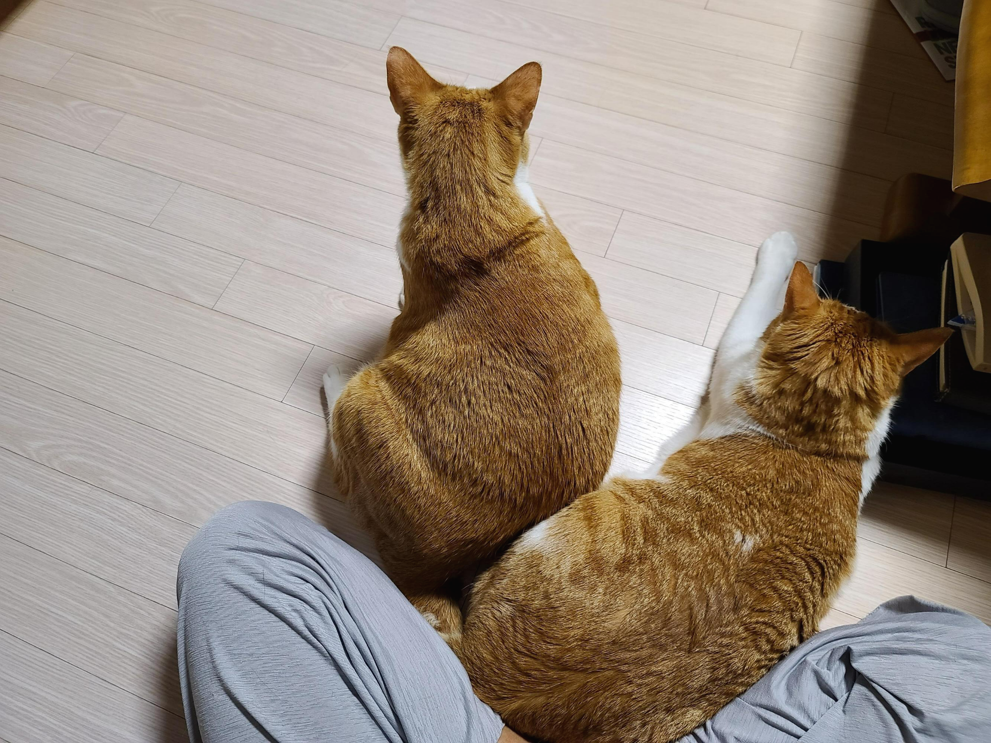 6일만에 엄마를 본 고양이들의 반응은?! 아홉고양이들의 반응.