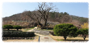 김해천곡리 이팝나무