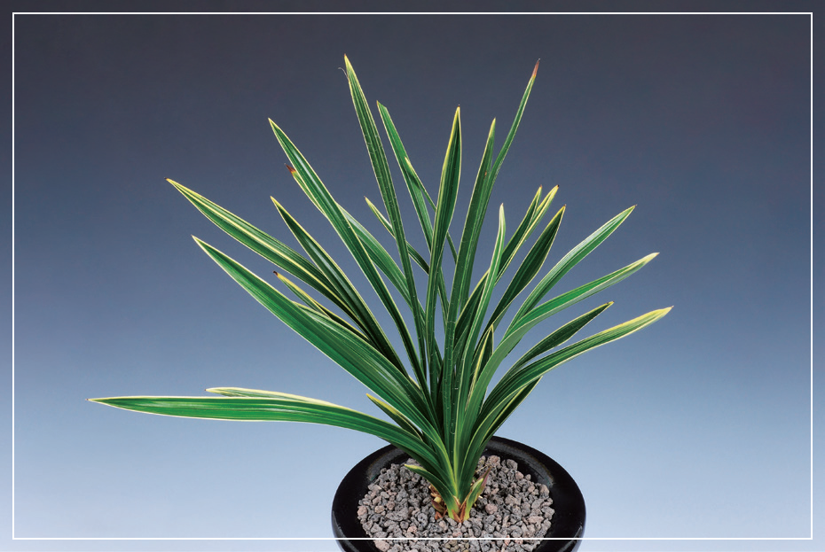 복륜반 『남산관』