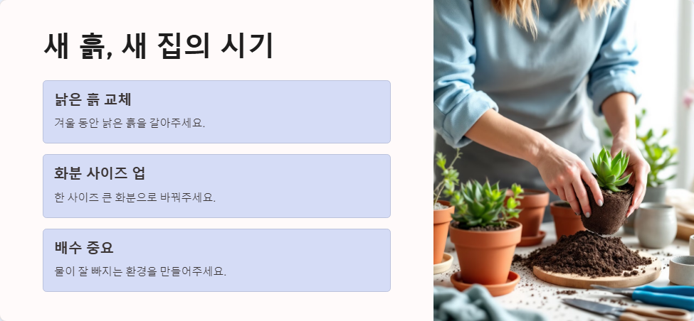 다육이 봄 관리 특별히 주의할 점
