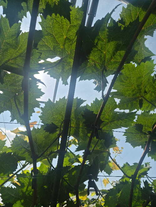 포도나무가지와 포도잎 햇빛