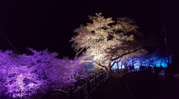 봄꽃 여행지