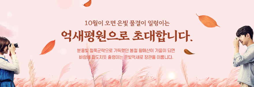 억새 축제
