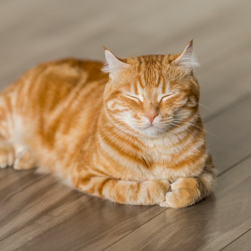 Top 10 Tips for Choosing the Right Pet Accessories