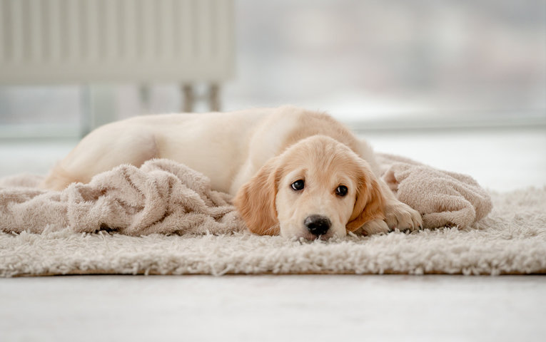 주의해야 할 강아지 알레르기 증상