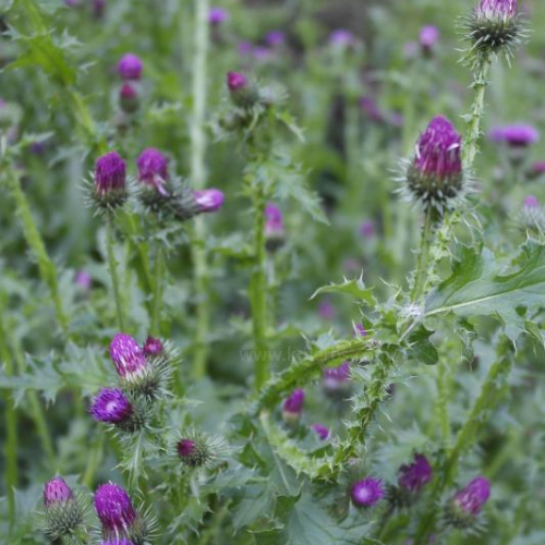 엉겅퀴 Thistle