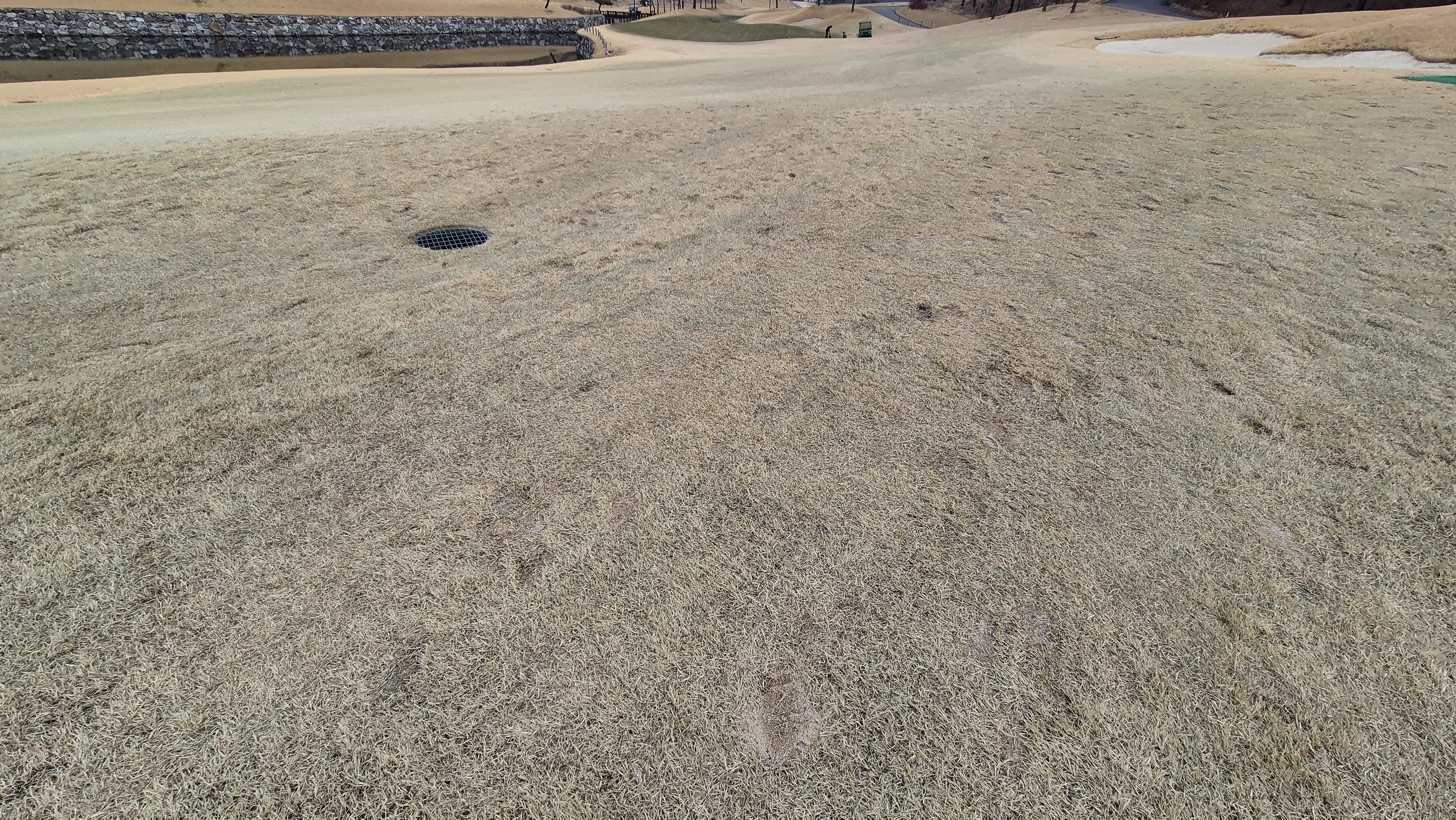 세현cc 코스 관리 상태