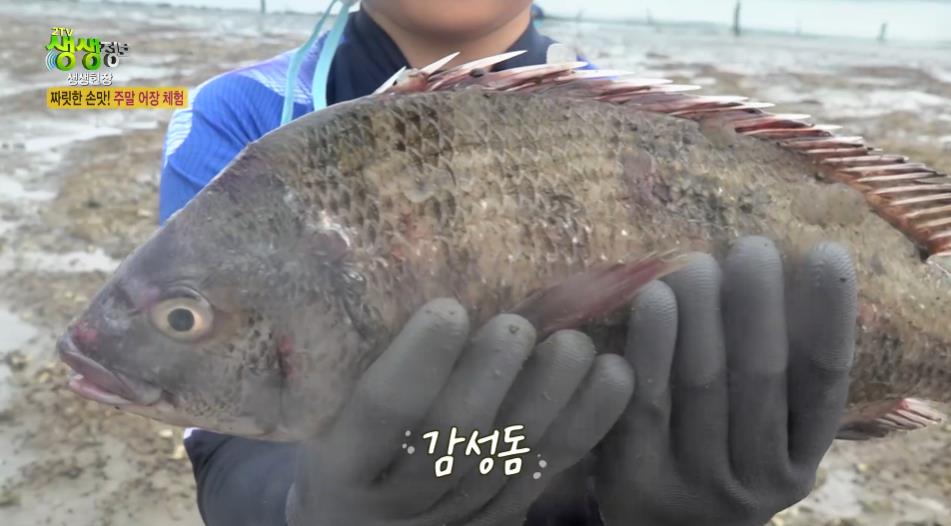 생생정보스페셜 주말어장체험 잡은 강성돔