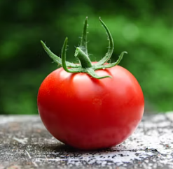 토마토 효능 부작용 고르는법 칼로리