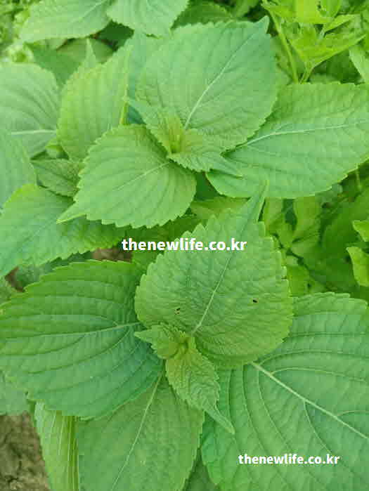 깻잎 효능 시력 보호 베타카로틴 성분