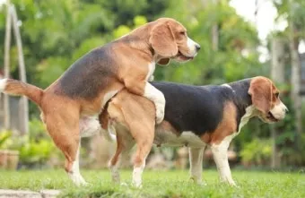 강아지 마운팅 이유 해결 방법_3