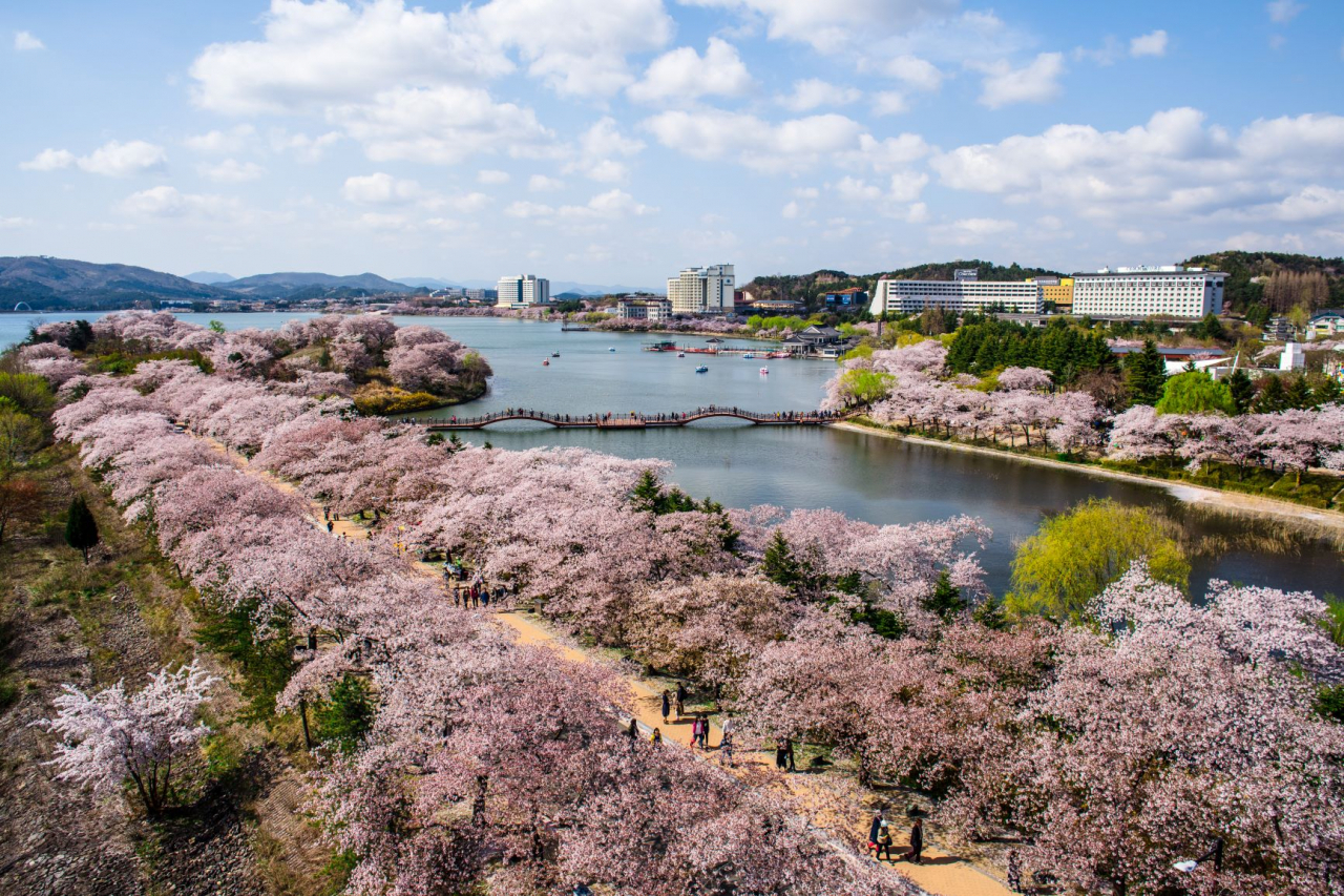 경주 벚꽃축제 벚꽃명소 벚꽃마라톤 대회