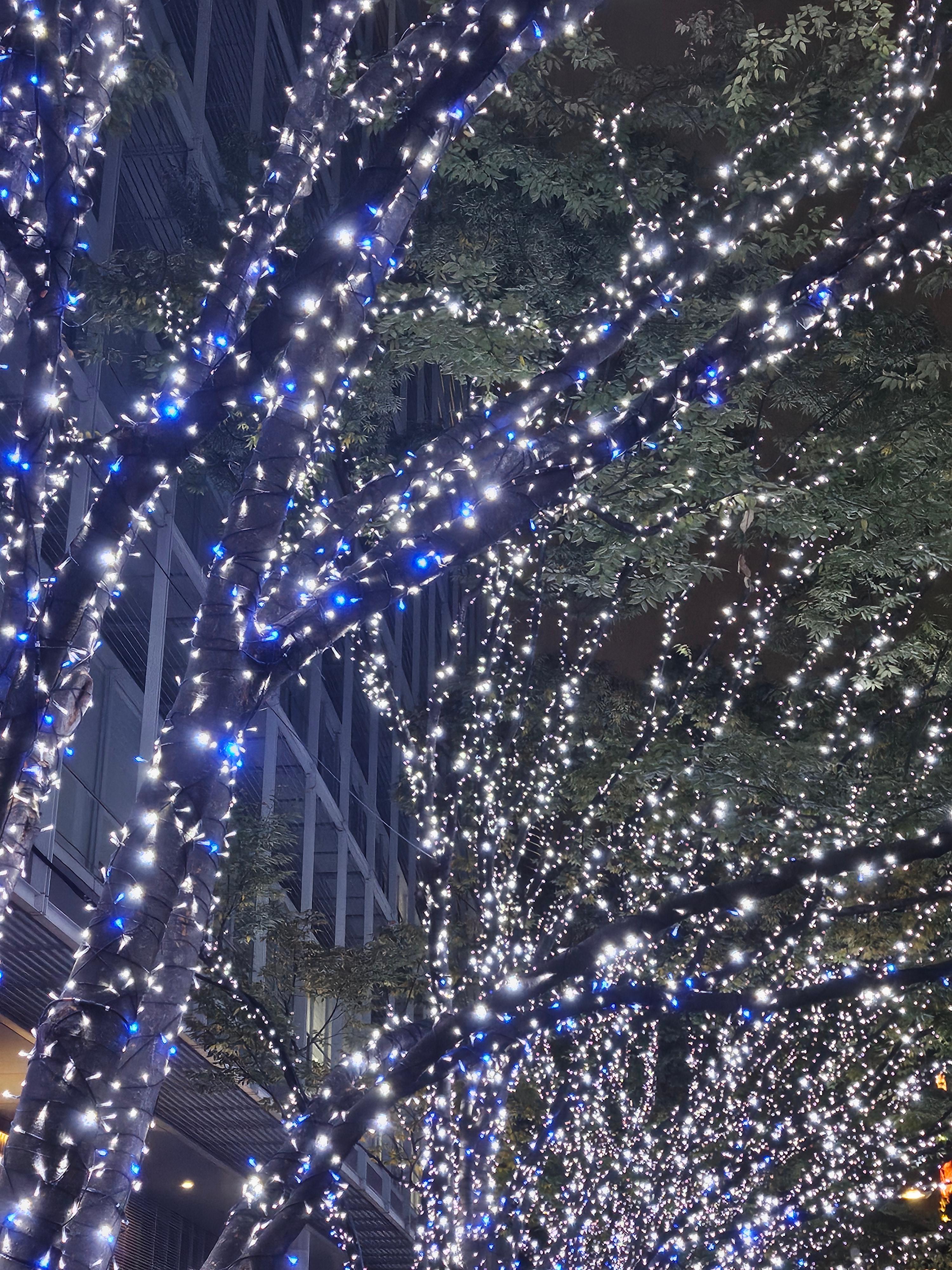 롯폰기 일루미네이션 크리스마스