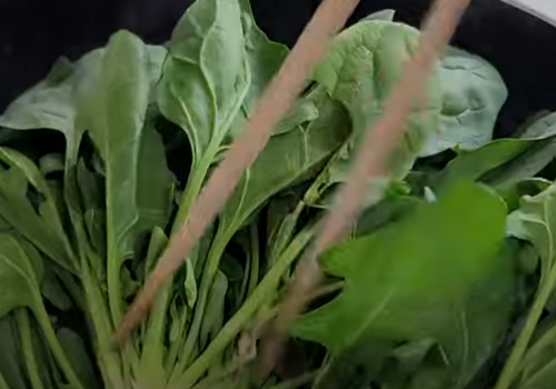 뿌리부터 시금치 넣는 모습