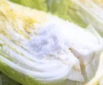 대관령 고랭지