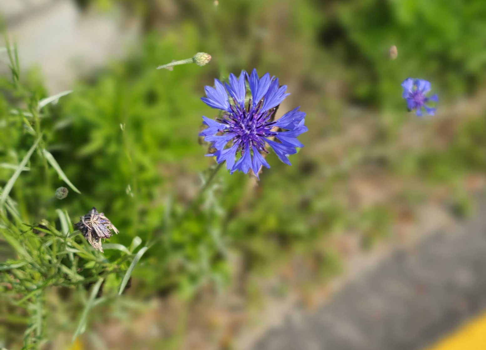 수레국화 클로즈업