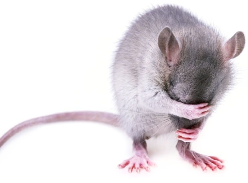 얼굴을-감싼-쥐