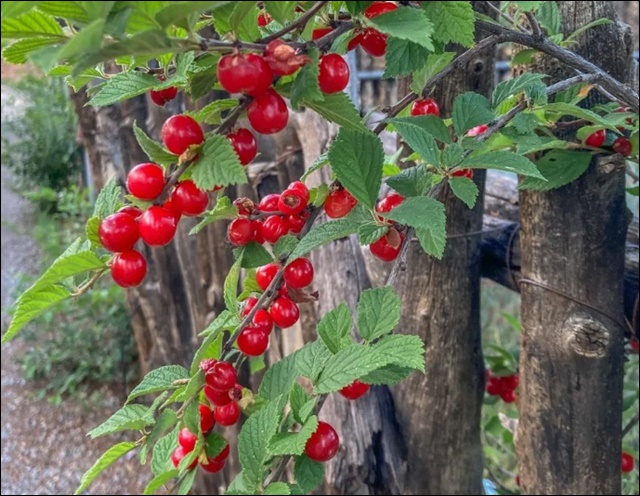 앵두 효능 11가지 알아본다면