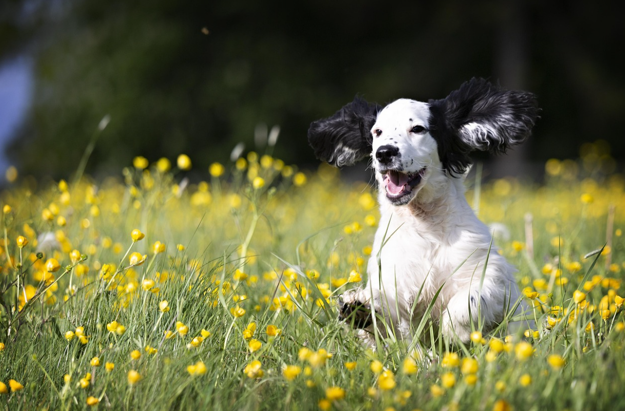 성견이 된 후 갑자기 바뀐 성격: 환경과 경험의 누적 효과