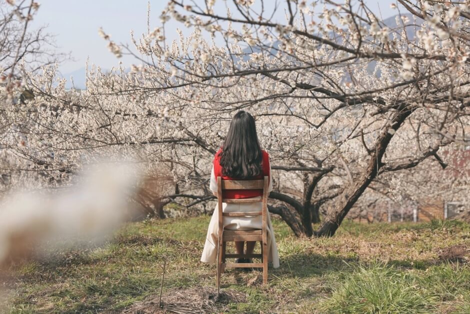 광양매화축제 주차장 입장료