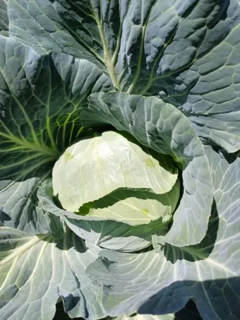 양배추 재배 배추흰나비 방제 칼슘 결핍 예방_31