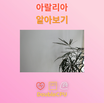 아랄리아 꽃말 및 탐구