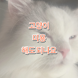 고양이 미용
