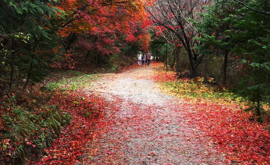 온빛자연휴양림예약 아무도 없는 숲속에서 그 해 우리는