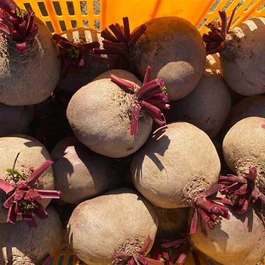 계절별 비트 특징