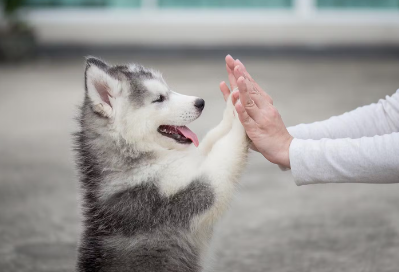 하이파이프 강아지