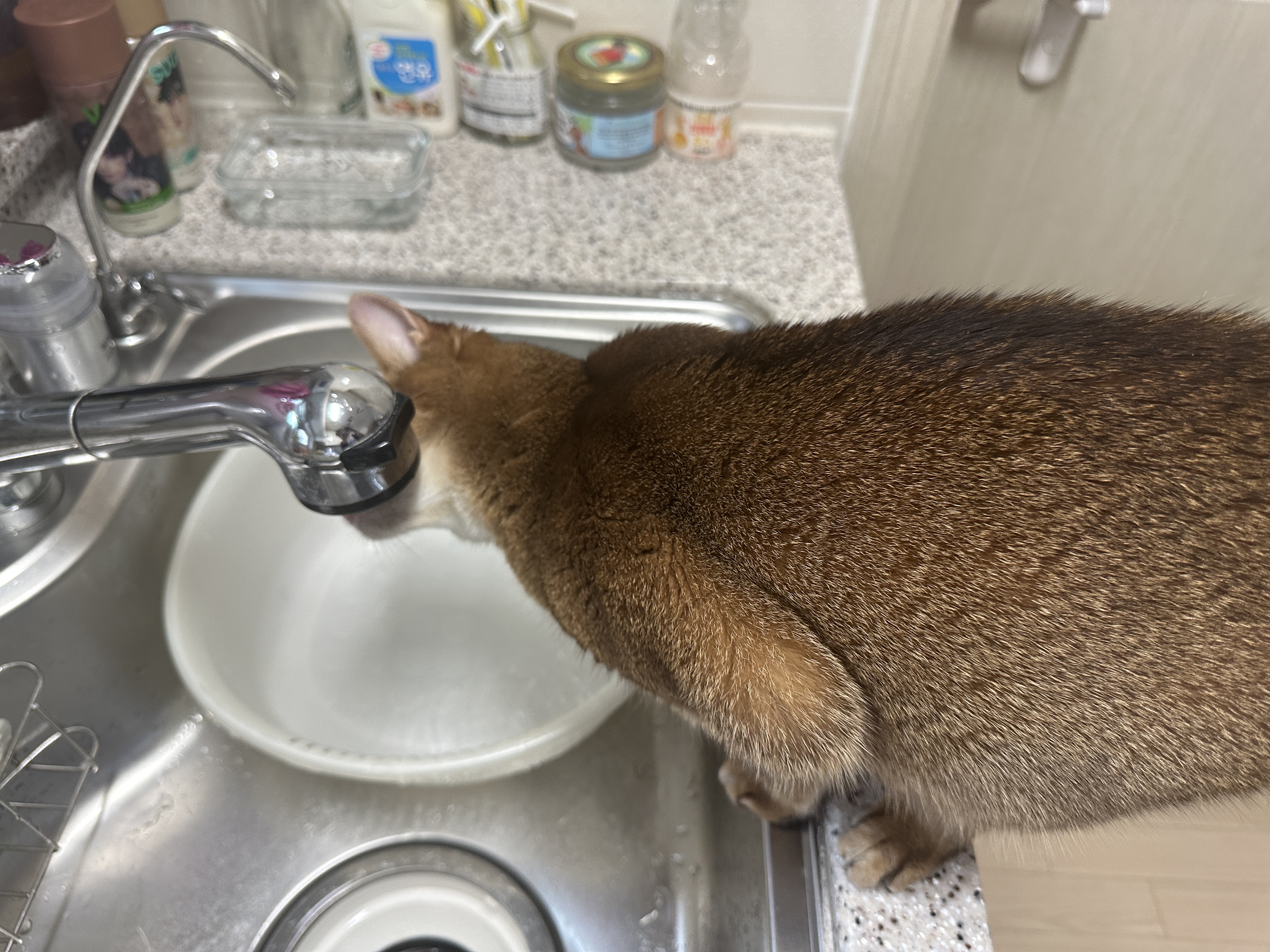 개수대_수돗물_마시는_아비시니안_고양이_루디