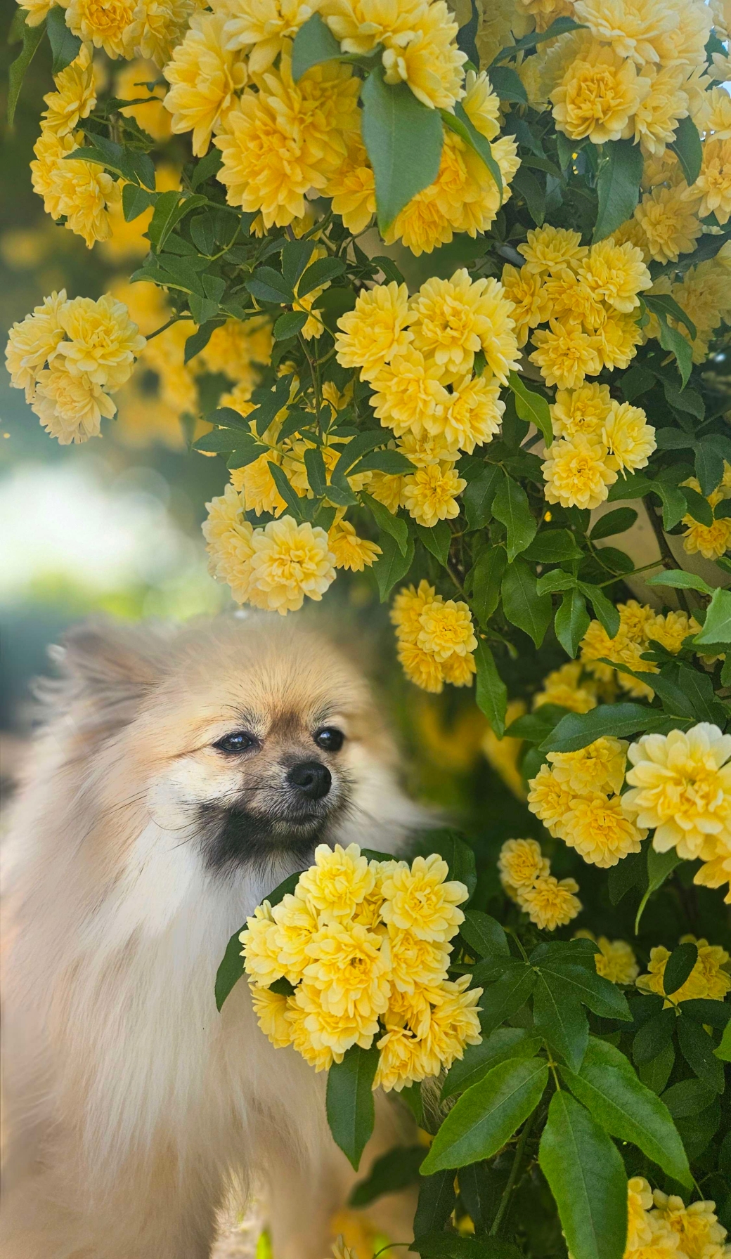 노란 꽃과 강아지