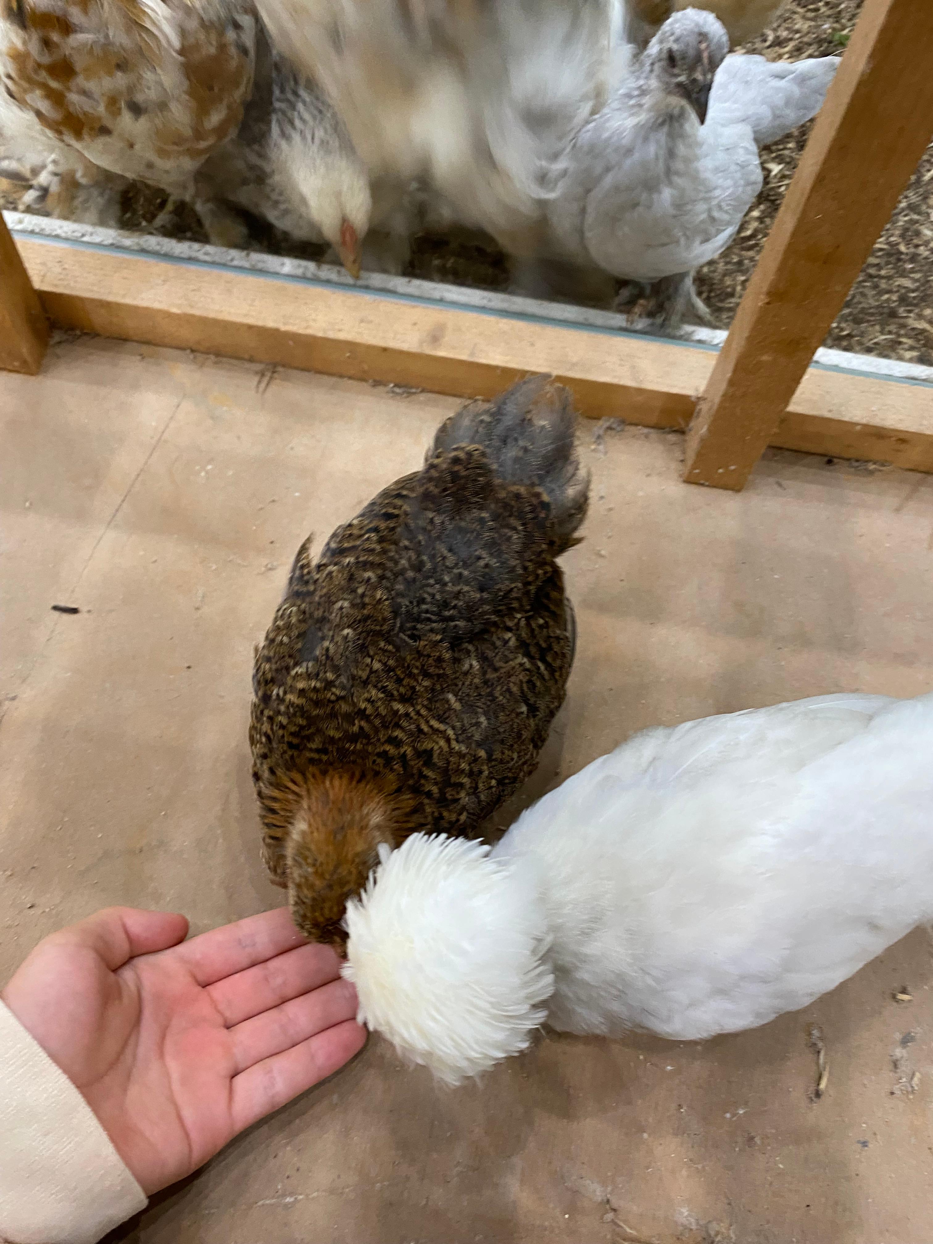 닭 모이주기