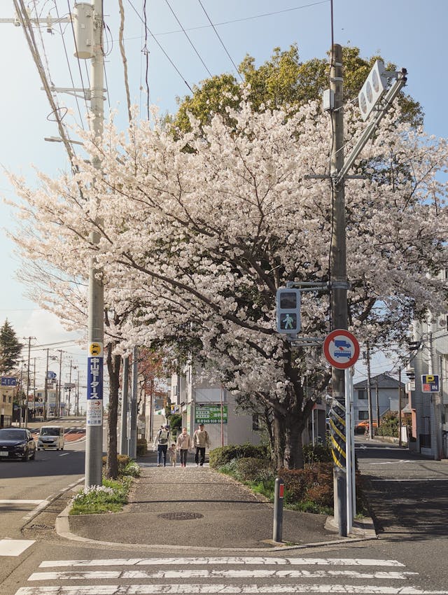 도쿄 근교 벚꽃 여행 후지산 명당 가와구치코 가는 법