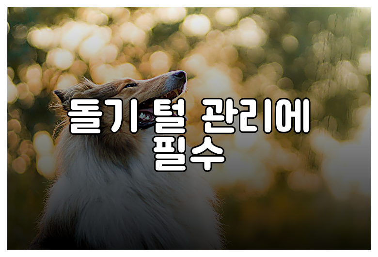 돌기 털 관리에 필수