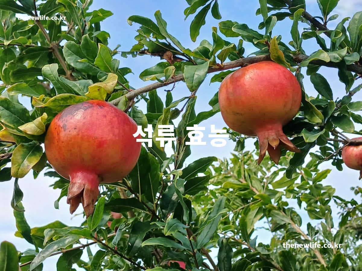 석류 효능 대표 실사진
