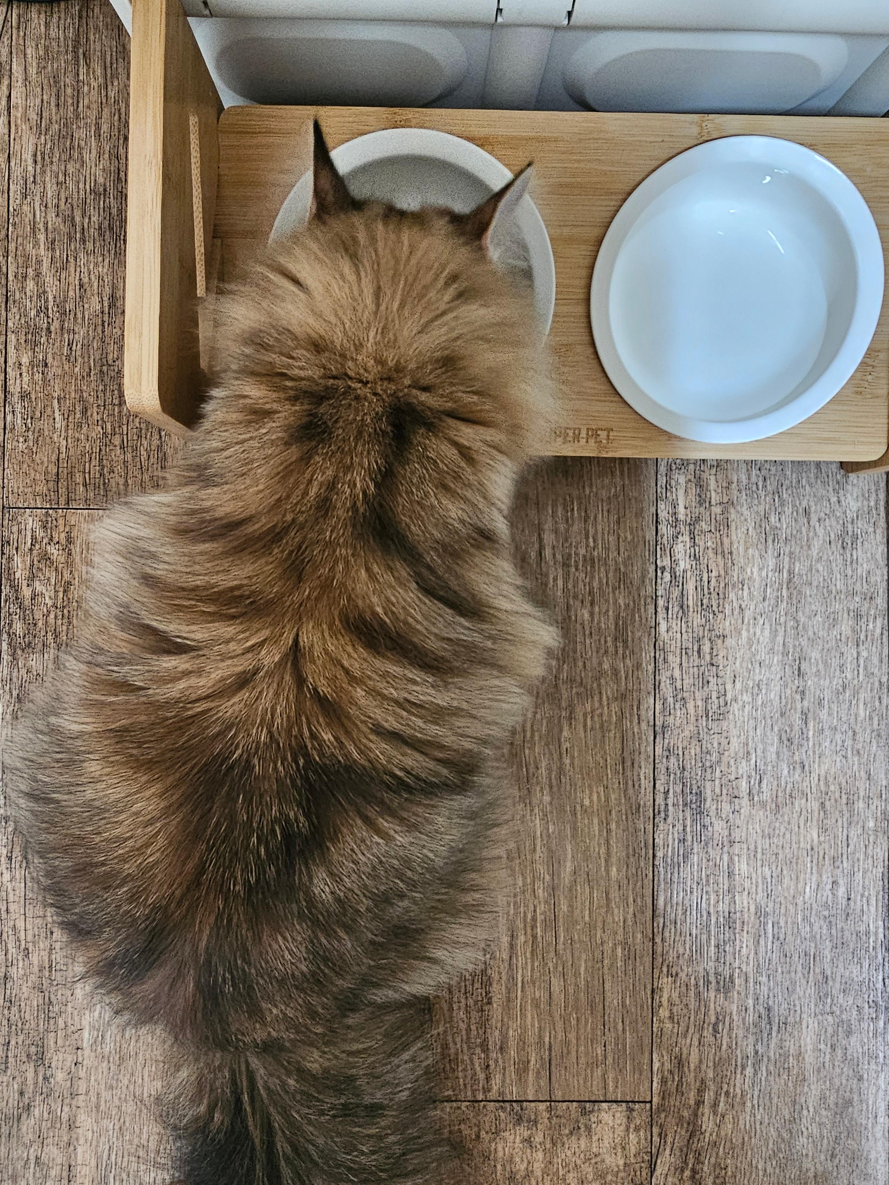 고양이 습식