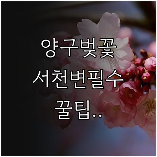 2026년 양구 봄꽃 여행 서천변 벚..