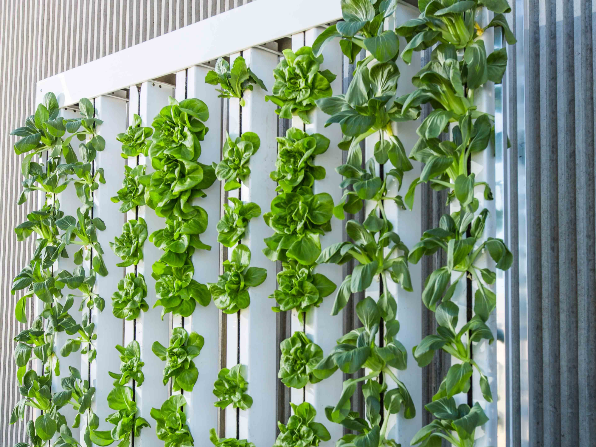 스마트팜과 수직농업, 무엇이 다르고 어떤 장점이 있을까