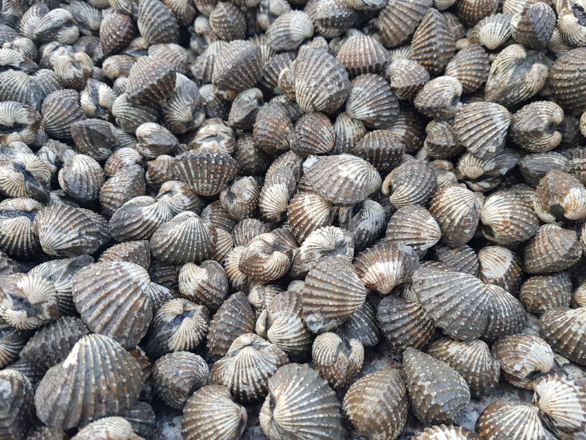 생방송투데이 꼬막 전남 보성 벌교꼬막