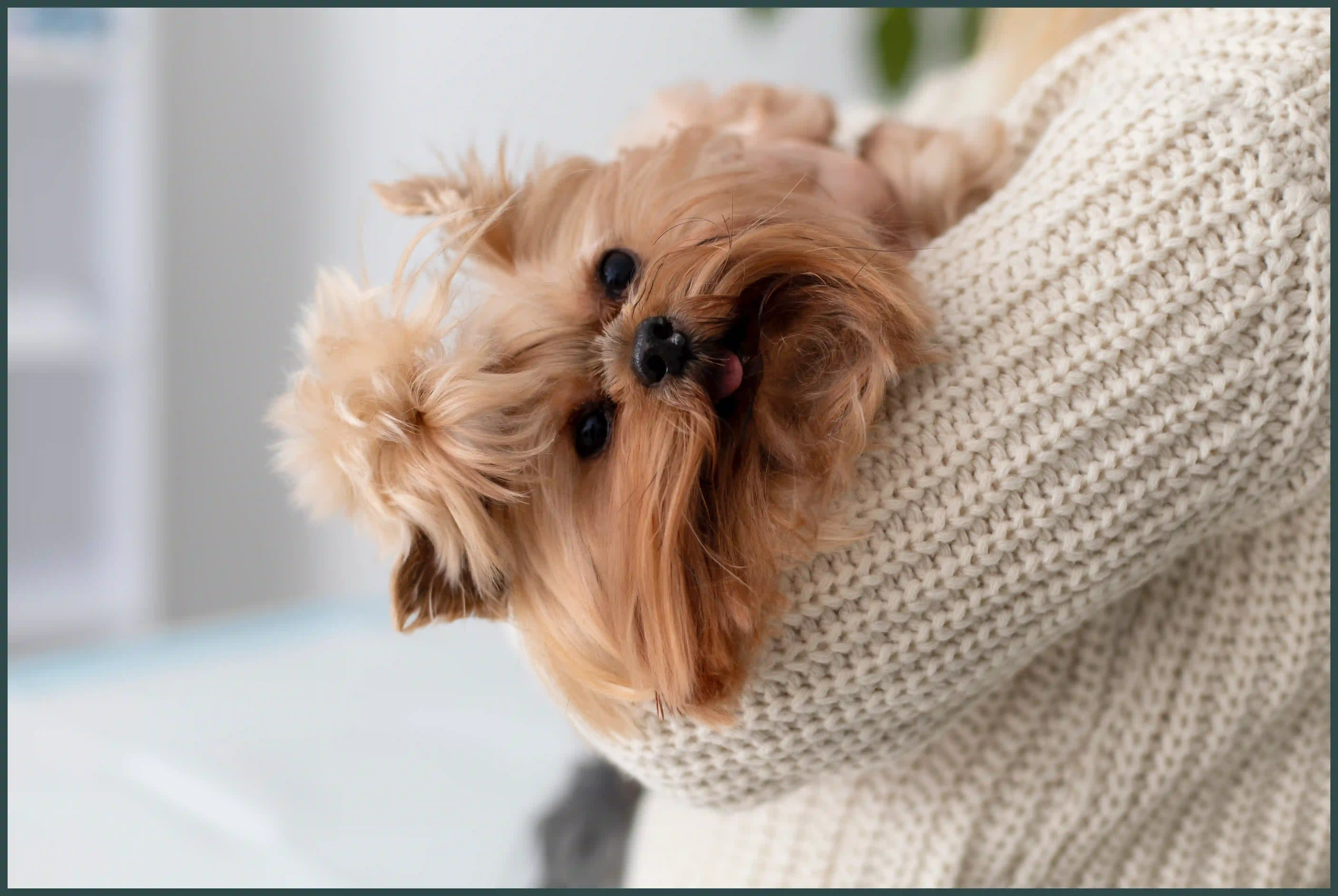 강아지 바나나 줘도 되나요? 급여 방법과 주의사항&nbsp;