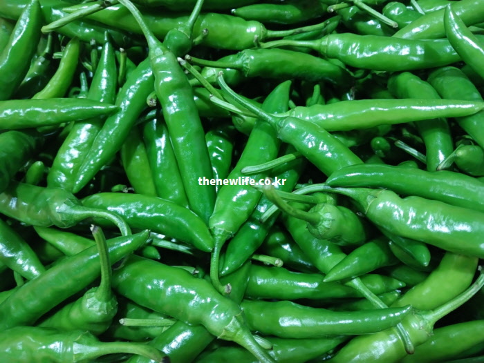 뇌신경을 자극하여 엔도르핀 분비를 촉진하고 기분을 상쾌하게 만드는 청양고추 실물 사진