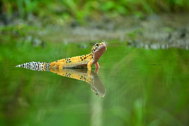 초보 집사를 위한 Leopard Gecko 돌보기