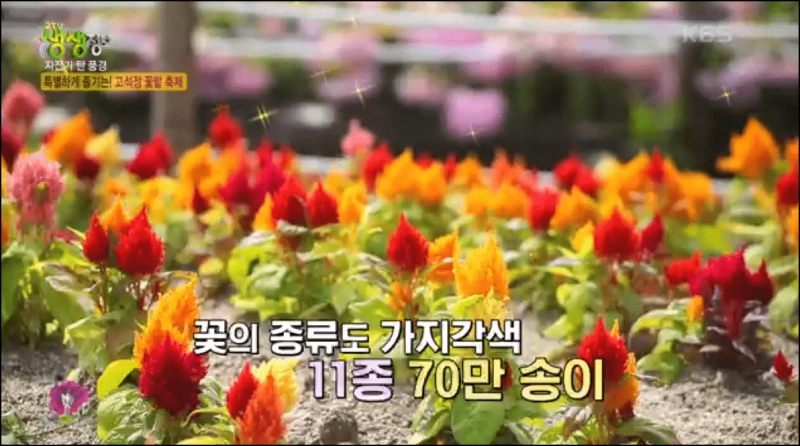 고석정 꽃밭 축제 안내