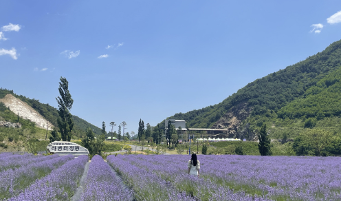라벤더 정원