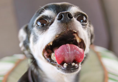 개의 치주 질환