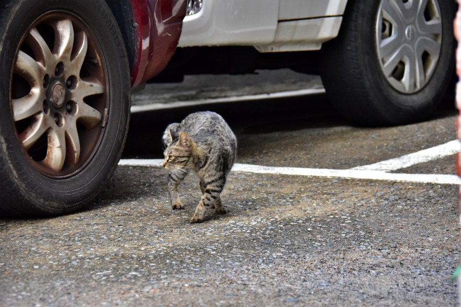 부산시 수영동 주차장 고양이