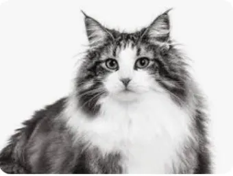 노르웨이숲 고양이 유전병 분양 털빠짐_9