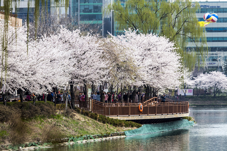 석촌호수 벚꽃 축제